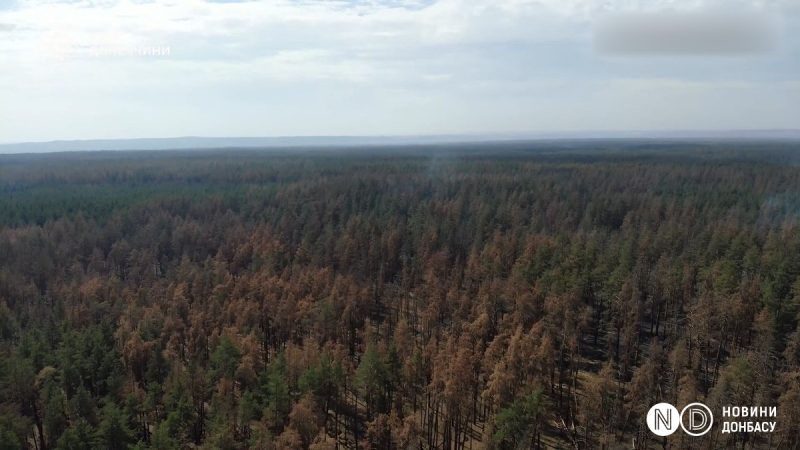 Ліс і будинки перетворилися на згарище. Війна зробила пожежі в Донецькій і Харківській областях ще більш руйнівними