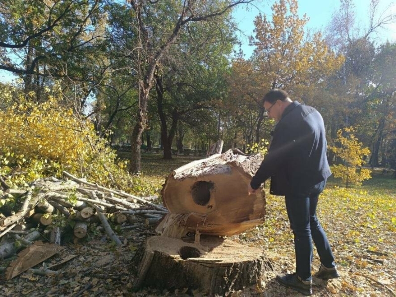 В екоінспекції перевірили законність вирубки дерев в «Дубовому Гаю» в Запоріжжі