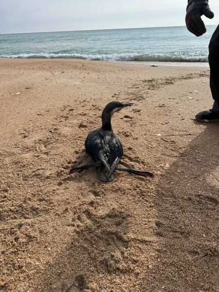 «Такої кількості мазуту акваторія жодного моря не отримувала». Що буде з Чорним морем після аварії російських танкерів